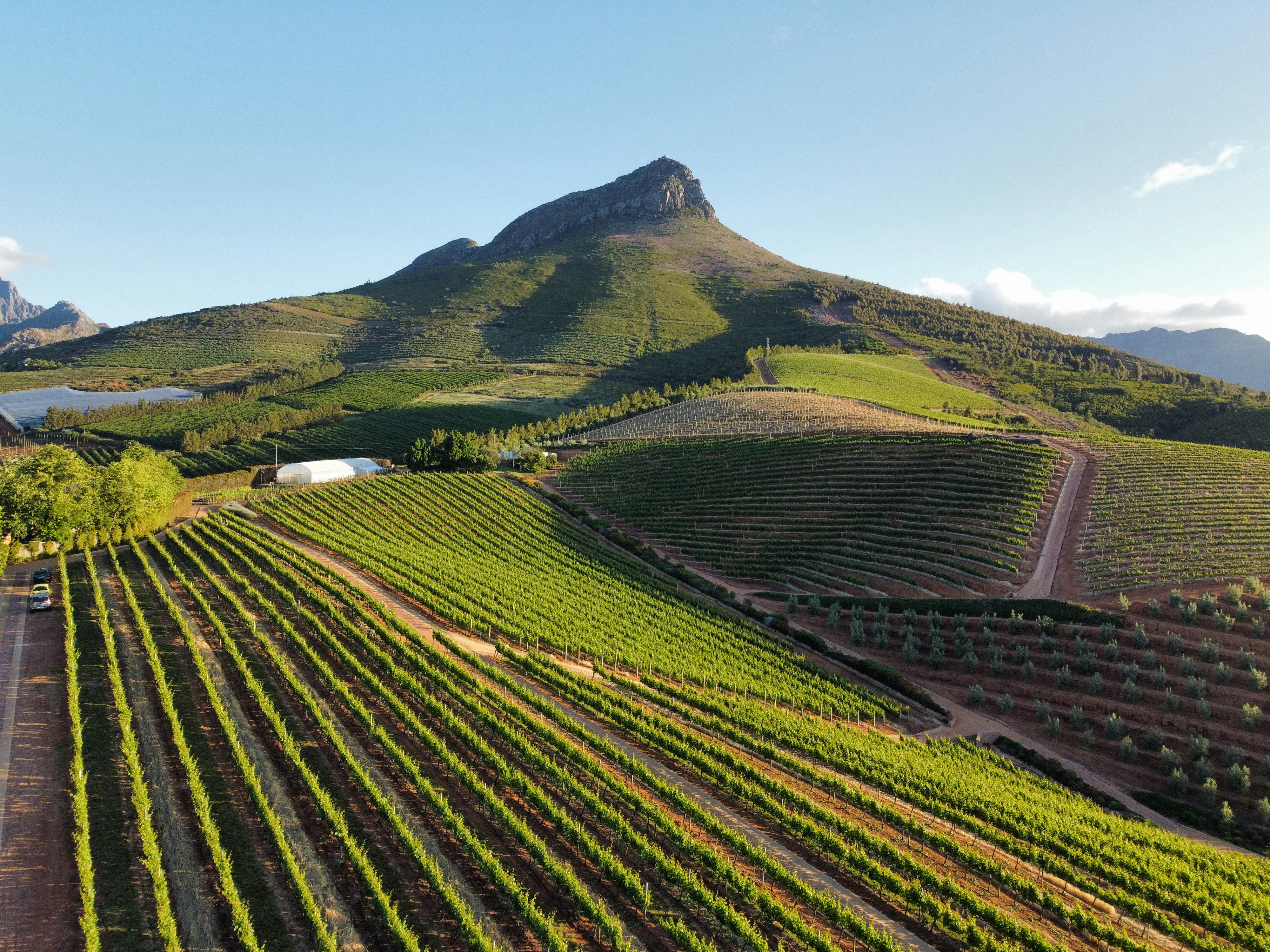 Western Cape vineyards